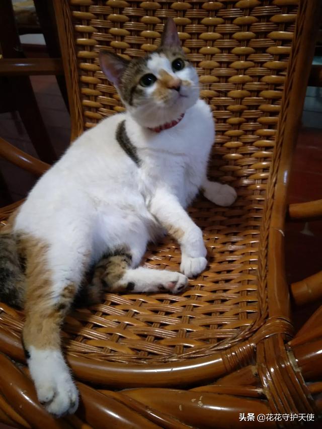 猫喜欢靠近有灵气的人吗（猫喜欢靠近有灵气的人是什么生肖）