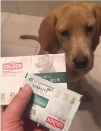 狗狗不吃饭没精神怎么办（成年狗狗不吃饭没精神怎么办）