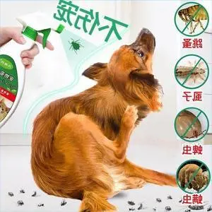 去狗虱子最简单的方法（去狗虱子最简单的方法柑橘）