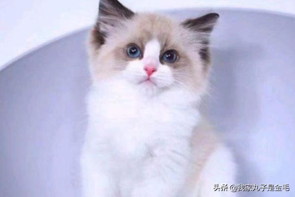 布偶猫多少钱一只（布偶猫寿命一般多少年）