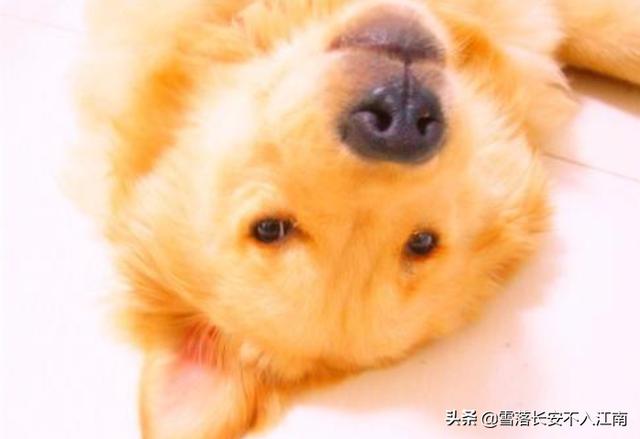 狗可以吃土豆吗（狗可以吃土豆吗生的）