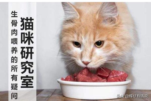 猫咪吃的生骨肉是什么（猫猫吃的生骨肉是什么肉）