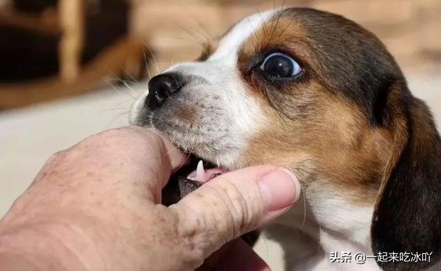 狗狗咬自己的脚是什么原因（狗狗不停的咬自己的脚）