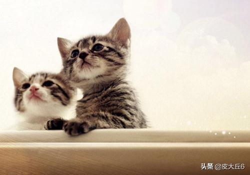 小猫的肚子鼓鼓的像气球（小猫咪的肚子鼓鼓的）
