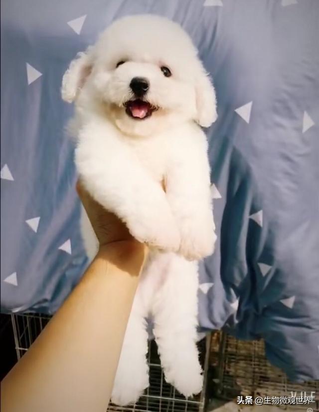 买狗需要注意什么（养狗要注意哪些事项）