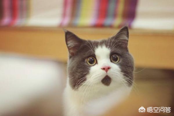 猫为什么爱吃鱼（猫为什么爱吃鱼油）