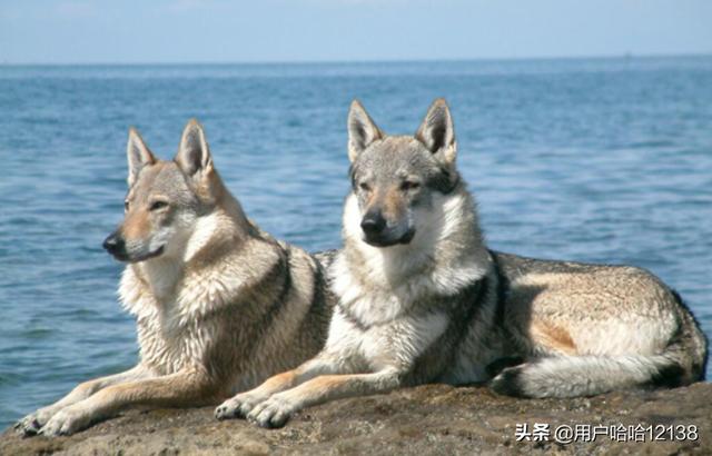 中国准许养捷克狼犬吗