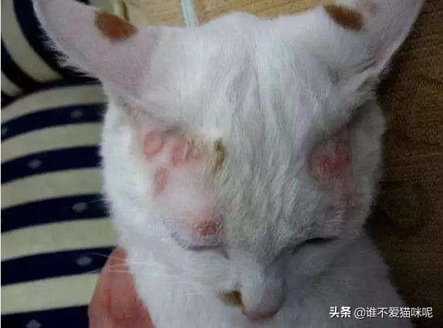 猫杯状病毒的症状（猫杯状病毒的症状和表现）