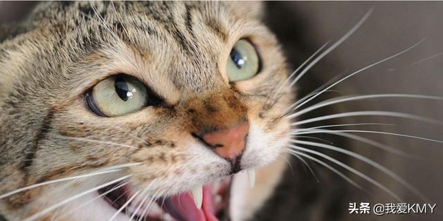 猫应激反应是什么意思（猫的应激反应是什么意思）