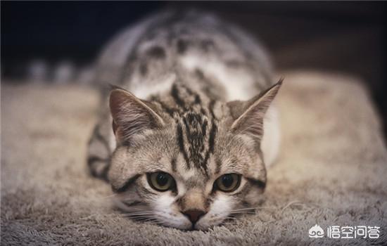 猫传腹吃什么药排腹水（猫腹水吃完药怎么看见好）