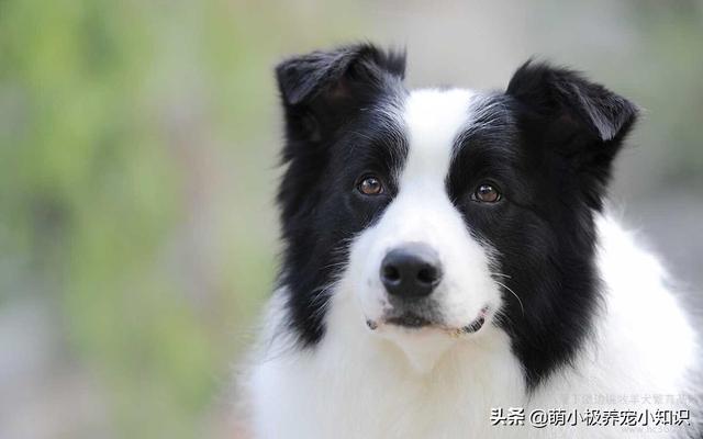 边牧认定主人的表现（边牧认主嘛）