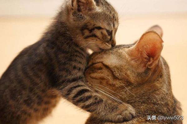 怎么确定猫咪认主人了（怎么确定猫认主人了 百度贴吧）