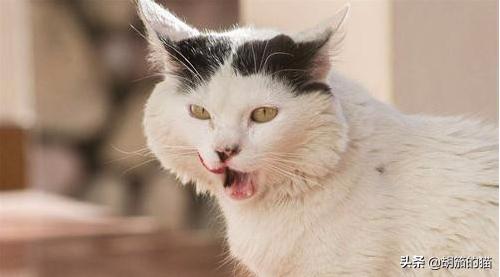小猫咪打喷嚏（小猫咪打喷嚏流眼泪怎么回事）