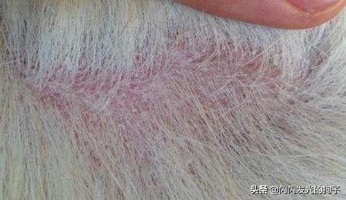 狗藓是什么原因（狗癣什么症状图片）