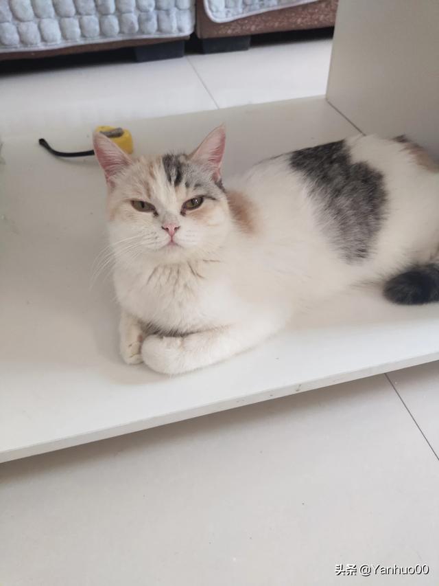 养一只猫会孤单吗（猫需要第二只猫陪伴吗）