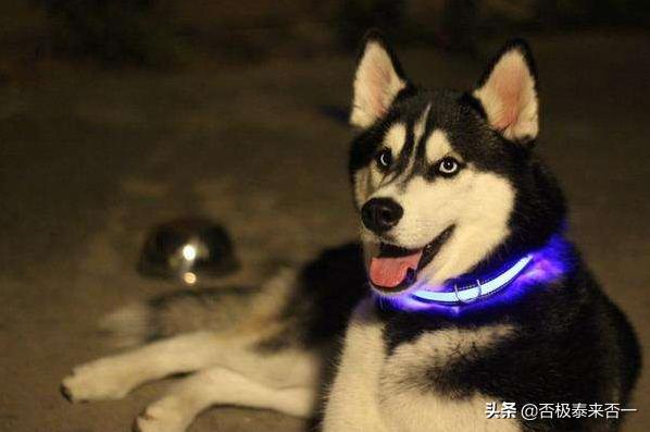狗有什么特点（小狗的小房子读后感小狗有什么特点）