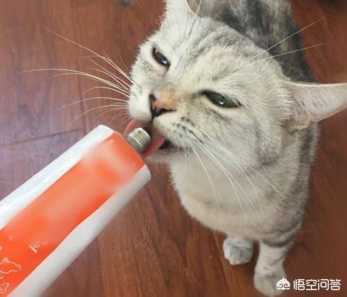 猫营养膏多久吃一次（猫咪的营养膏多久吃一次）