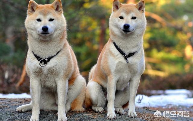 秋田犬和柴犬的区别（秋田犬和柴犬的区别百度）