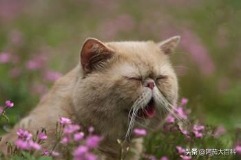 猫咪嗓子哑了是为什么（猫咪为什么嗓子哑）