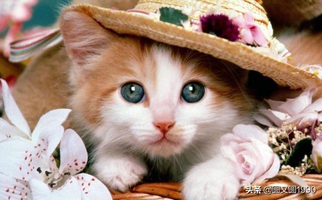 猫咪为什么喜欢吃鱼（猫咪为什么喜欢吃鱼呢）