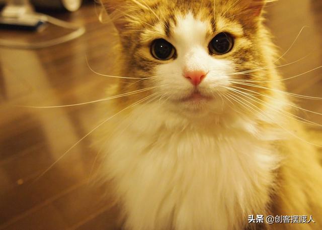 养小猫注意事项（养小猫注意事项没有到一个月怎么办）
