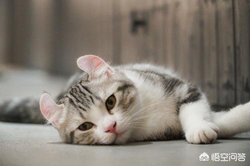猫的伤口化脓成一个洞会死吗