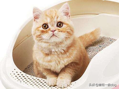 猫拉肚子吃什么药最好（猫拉肚子吃什么药好的快）
