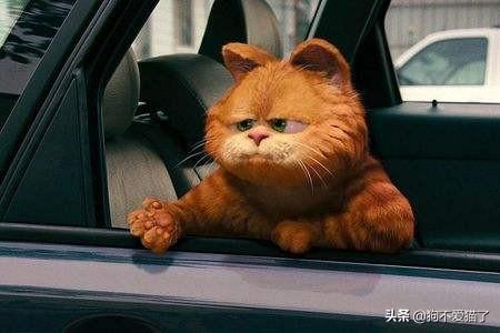 猫鼻支什么症状（轻微猫鼻支的症状）