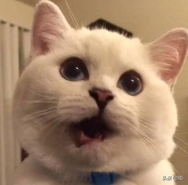 怎么判断猫有没有狂犬病（怎么判断猫有没有狂犬病发作）