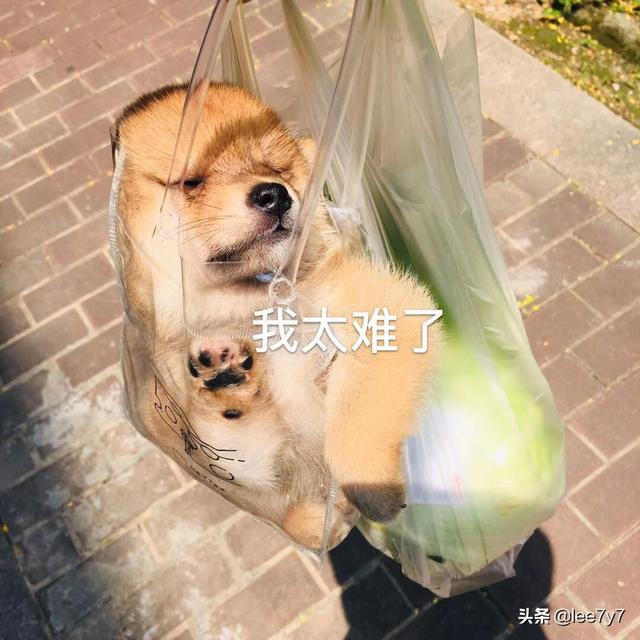 狗狗细小病毒的症状初期（狗狗感染细小病毒初期症状）