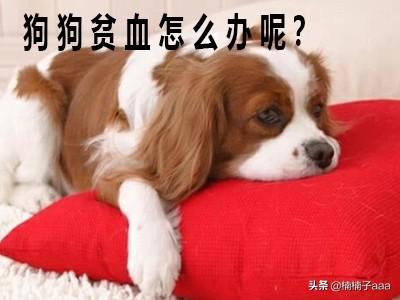宠物狗怎么驱虫（宠物狗怎么驱虫预防弓形虫）