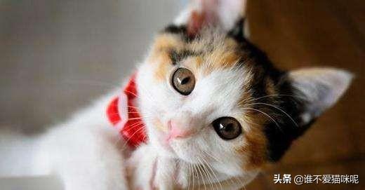 猫鼻支是什么（猫的鼻支病是什么原因）