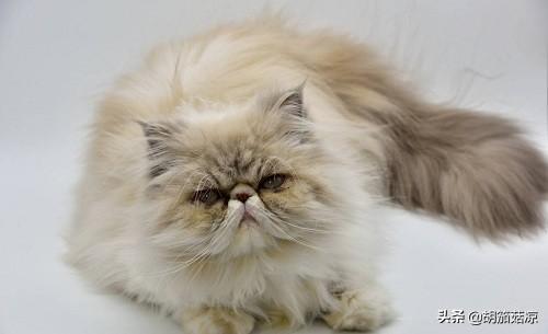 猫咪流口水怎么办（猫咪流口水吃什么药）