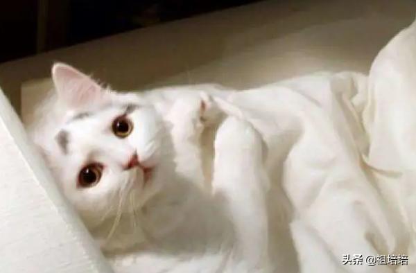 猫传腹是什么病的症状（猫传腹病什么症状）