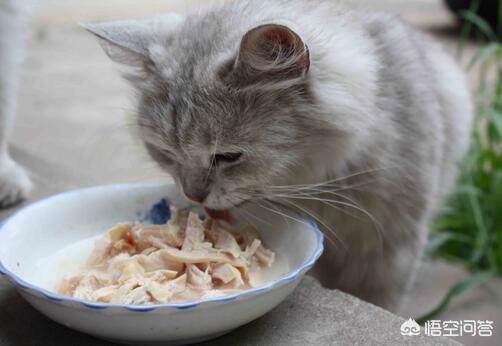 猫不能吃的食物有哪些（猫不能吃的食物有哪些东西）