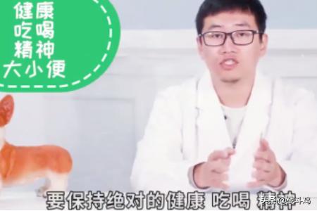 猫咪绝育注意事项（母猫咪绝育注意事项）