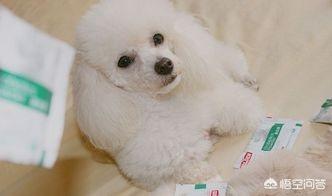 狗狗吐黄水怎么办（狗狗吐黄水怎么办不吃不喝）