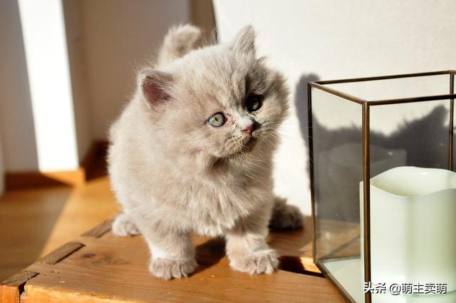 猫咪拉屎特别臭是什么原因（猫咪拉便便很臭是什么原因）