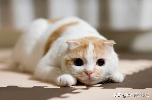 猫拉软便但是精神很好（猫拉软便但是精神很好怎么办）