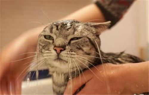 猫咪几天洗一次澡比较好（猫咪洗一次澡一般多少钱）