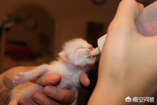 猫咪多大开始打疫苗（猫咪多大开始打疫苗和驱虫）