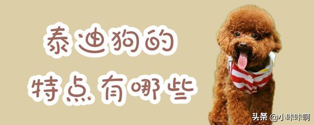 泰迪狗的特点（泰迪狗的特点和外貌描写）
