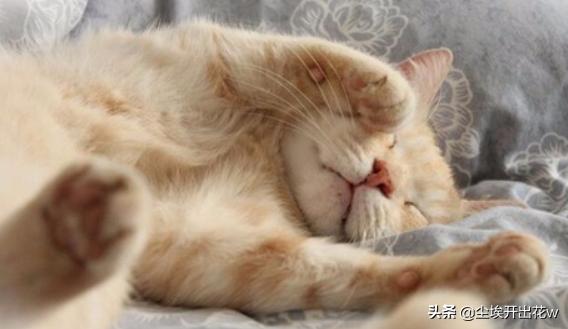 猫藓用什么药膏最有效（猫癣用什么药最有效）
