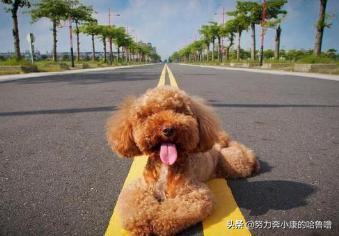 养泰迪犬的注意事项（养泰迪需要注意什么事项）