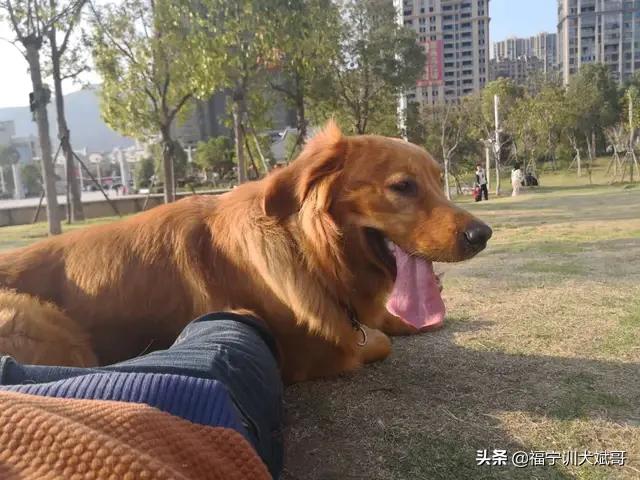 第一聪明的狗（第一聪明的狗是哪种）