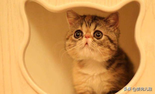 养公猫好还是母猫好（养公猫好还是母猫好呢）