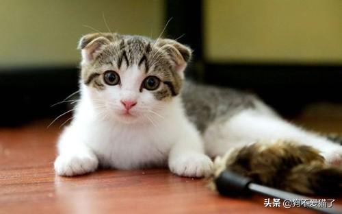 猫拉软便的原因是什么（猫拉软便出血怎么回事）