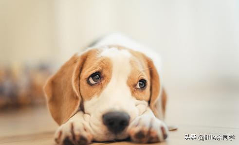 狗生产前的预兆_狗生产前有什么预兆