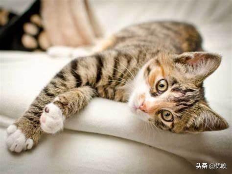 猫得狂犬病的症状多久死亡_猫得狂犬病发病多久死亡
