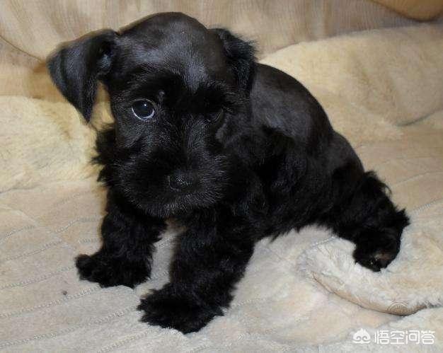 可卡犬价格一般多少钱_可卡犬一般能活多大